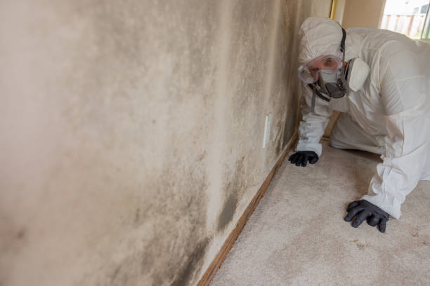 Best Forensic Mold Investigation in Hermosa Beach, CA