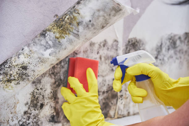 Best Attic Mold Removal in Hermosa Beach, CA